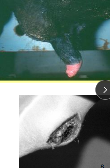 <p>Retropreputial Abscess / Intra-preputial Adhesions in <span style="color: rgb(115, 90, 90)">ruminants</span></p>