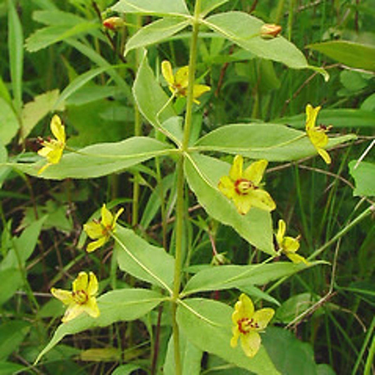<p>Lysimachia quadrifolia</p>