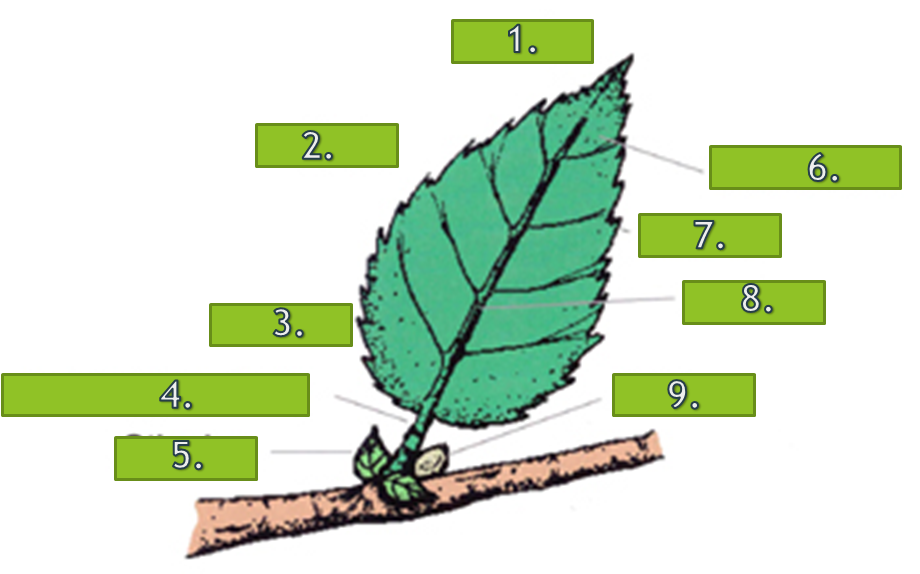 <p>PARTS OF THE LEAF</p>