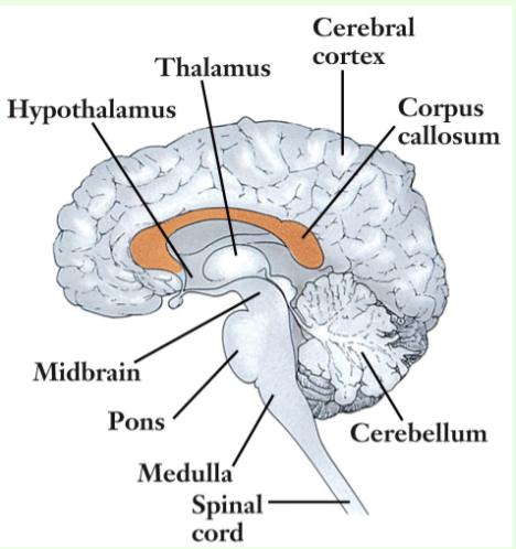 <p>What is the purpose of the thalamus (center of the brain)?</p>