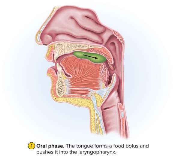 <p>Oral phase</p>