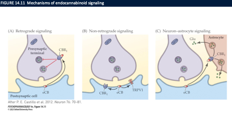 <ul><li><p>retrograde signalling (2-AG)</p><ul><li><p>DSE: depolarization-induced suppression of excitation</p></li><li><p>DSI: depolarization-induced suppression of inhibition</p></li></ul></li><li><p>non-retrograde signalling → anandamide </p></li><li><p>neuron-astrocyte signalling</p></li></ul><p></p>