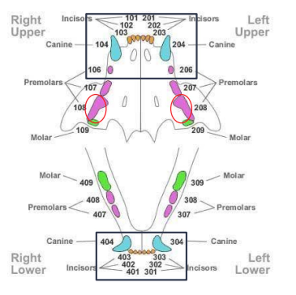 <p>Teeth -01 through -06 have one root: incisors, canines, and P2 in maxilla</p><p>Teeth -08 have three roots</p><p>All other teeth have two roots</p>