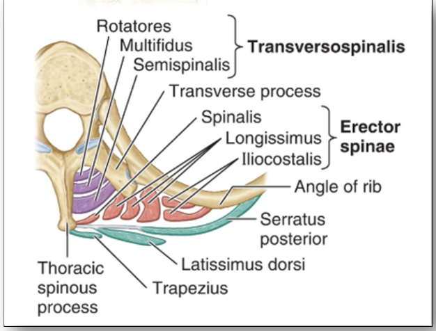 __**Superficial**__ 

* erector spinae “I like standing” (red)
  * Iliocostalis 
  * longissimus 
  * Splenius Cervicis + Capitis 

\
__**Deep**__ 

* Transversospinal group (purple)
  * Semispinalis 
  * rotatores 
  * multifidus 

\
$$Nerve: Posterior Rami of spinal nerve$$

\
