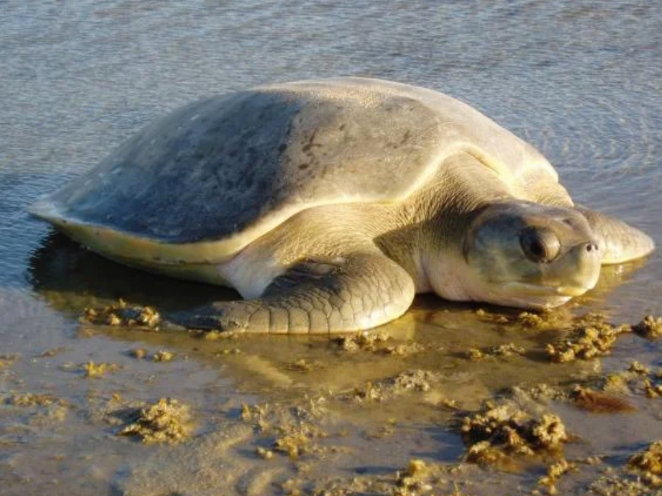 <p>Flat back sea turtle</p>