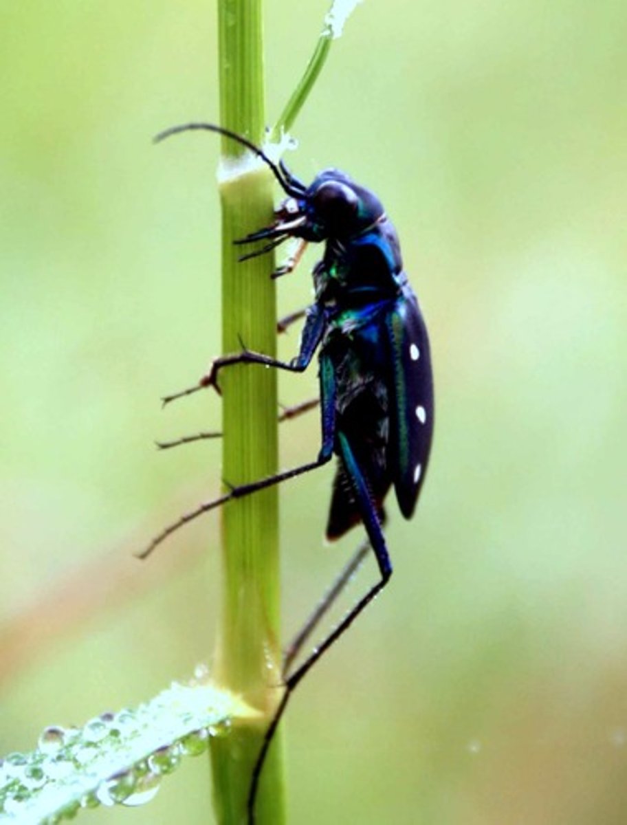 <p>-3 pair of legs</p><p>-body separated into 3 segments : head, thorax, and abdomen</p><p>-have antennae</p>