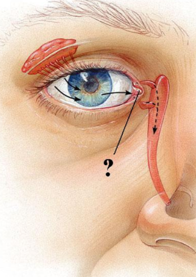 <p><span><span>Identify the indicated structure.</span></span></p>