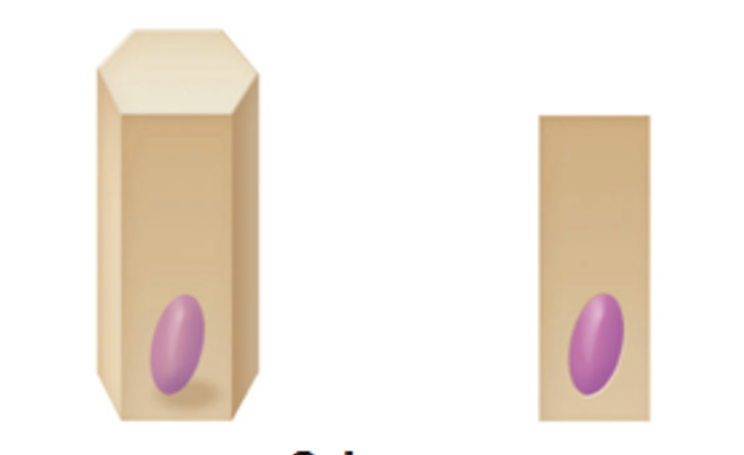 <p>tall, rectangular, or column shaped cells. Typically taller than they are wide</p>