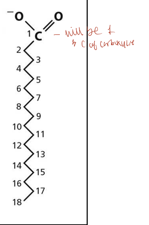 <p><span>The first number is the total number of carbon atoms (COOH carbon is #1), and the second number after the colon is the number of double bonds. For saturated fatty acids, this is 0 (e.g., C18:0 means 18 carbons and no double bonds).</span></p>