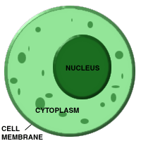 <p>material inside the cell membrane-not including the nucleus</p>
