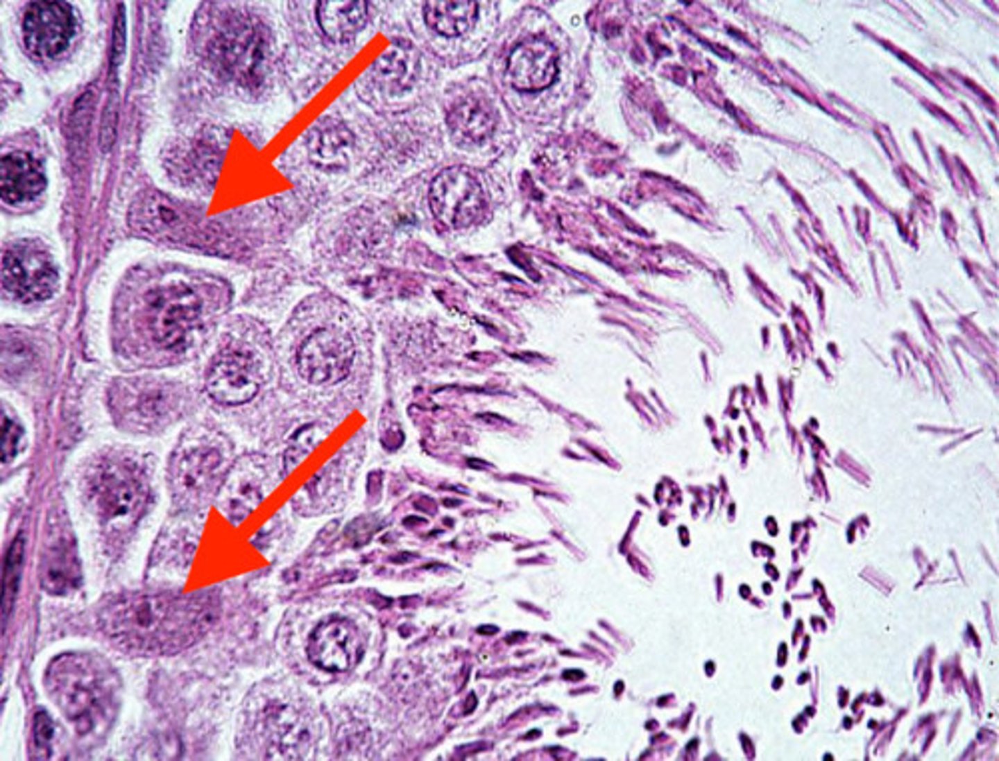 <p>what are these?</p>