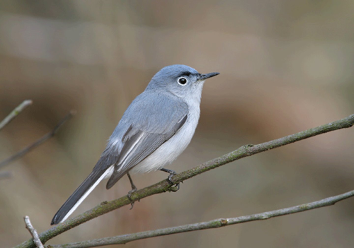 <p>Passeriformes</p><p>white on sides of tail, blue-gray head</p>