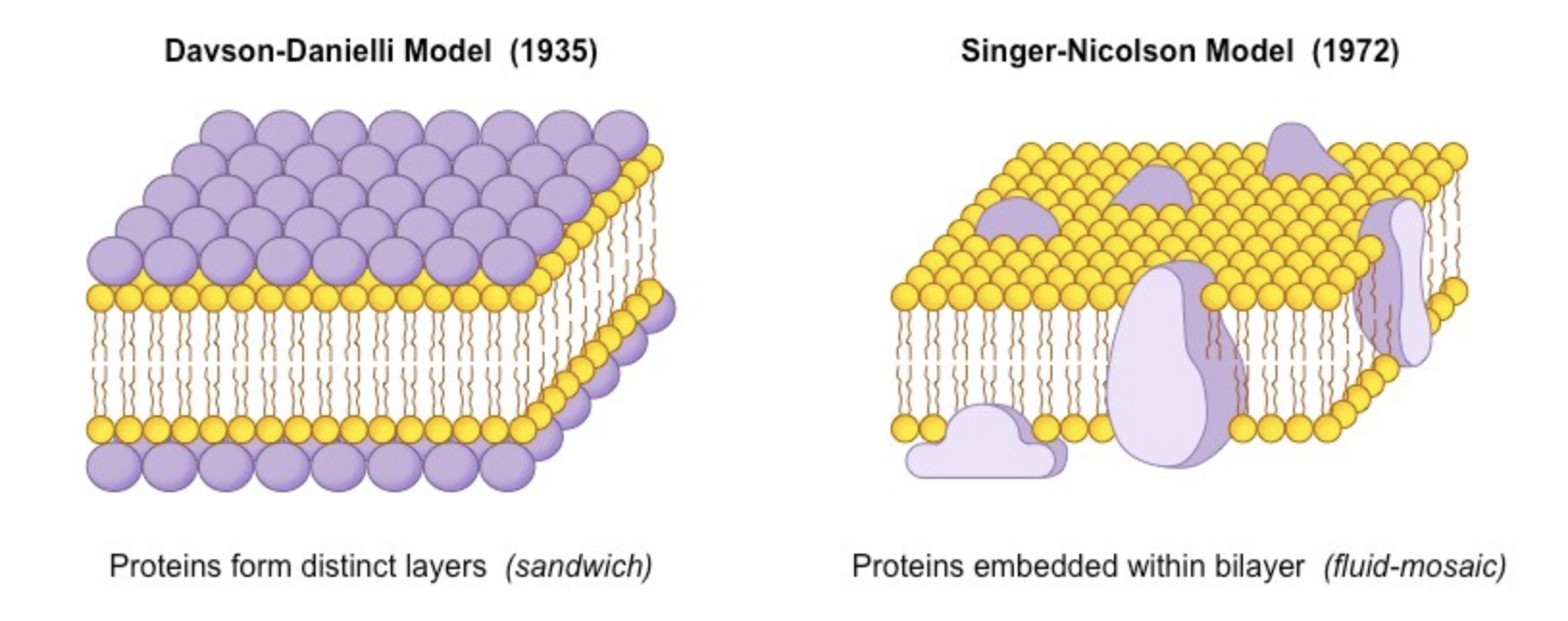 <p>The limitations found in the Davson-Danielli Model allowed for new understandings to be applied in the new Singer-Nicolson Model proposed in 1972</p><ul><li><p><span>According to this model, proteins were embedded within the lipid bilayer rather than existing as separate layers</span></p><ul><li><p>Addresses the problems and limitations found in the Davson-Danielli Model</p></li></ul></li></ul><p>This fluid-mosaic model remains the model preferred by scientists today (with refinements)</p>