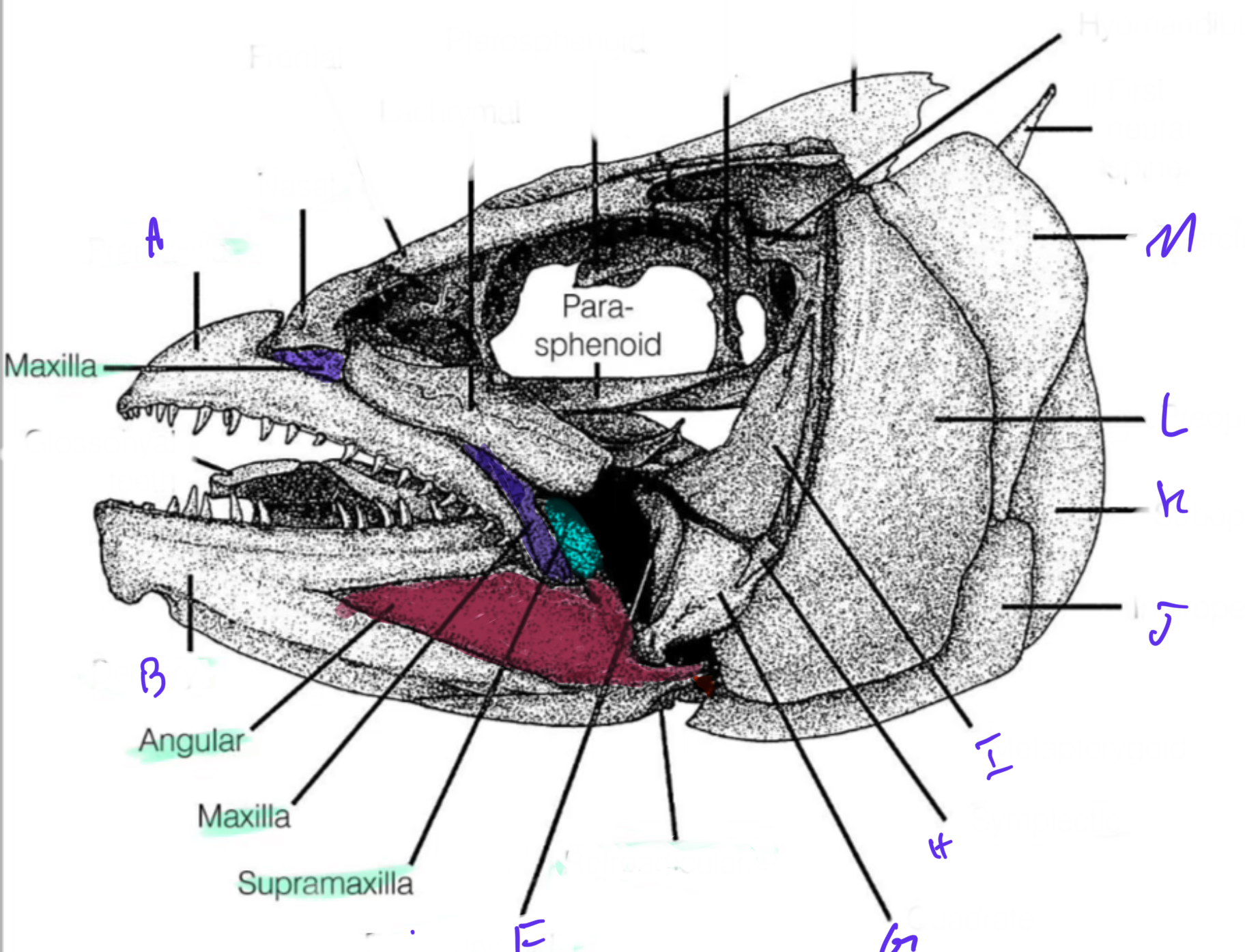 knowt flashcard image