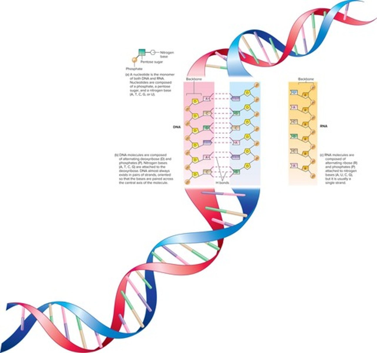 <p>Polymers of nucleotides, including DNA and RNA.</p>