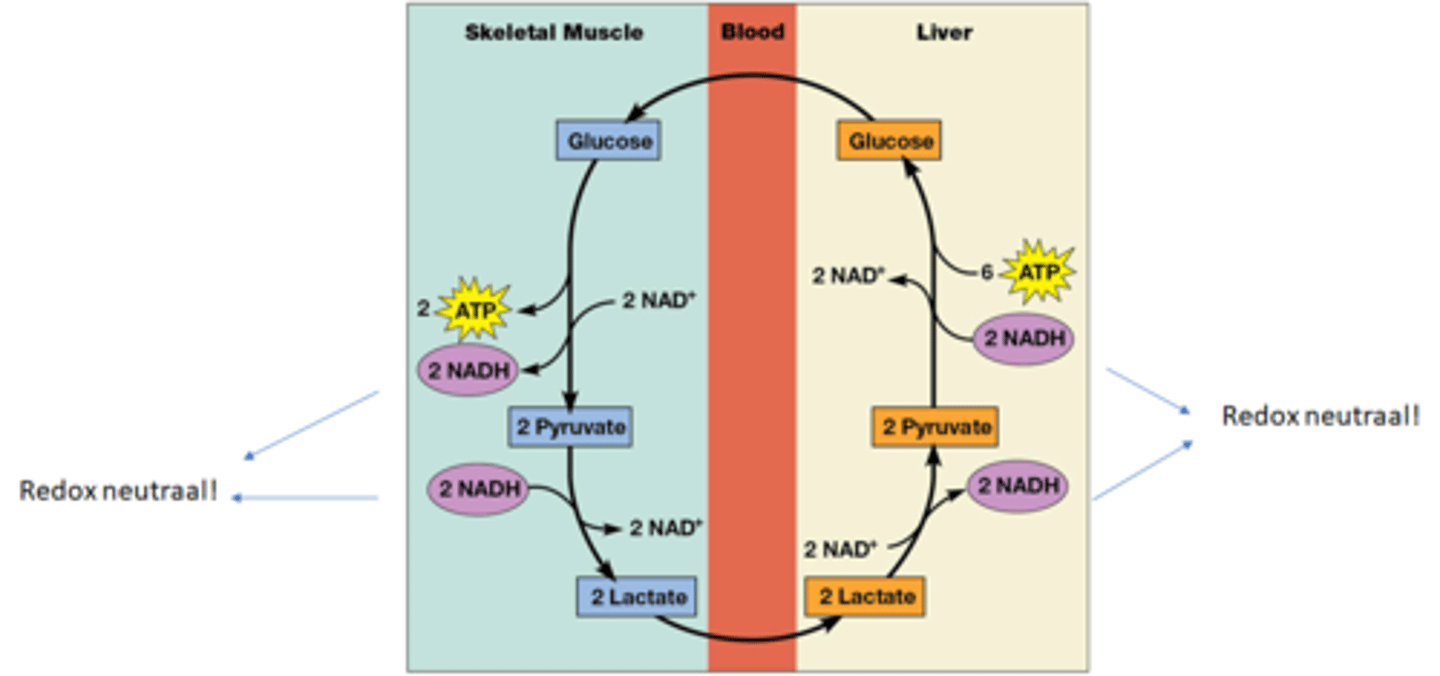 <p>Via de cori cyclus: coördinatie tussen organen</p><p>-Lactaat wordt gecreerd in de spieren door glycolyse+lactaat fermentatie</p><p>-Lactaat gaat diffunderen naar het bloed</p><p>-het bloed vervoert het naar de lever</p><p>-In de lever wordt lactaat omgezet in de pyruvaat</p><p>-door de gluconeogenese gaat pyruvaat omgezet worden in glucose</p>