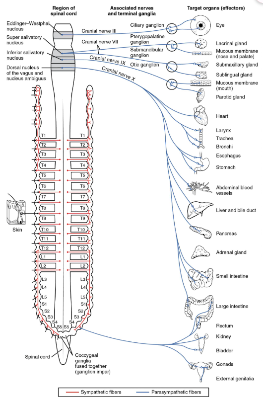 <p>The fibers originate in the brain and sacral region of the spinal cord</p>