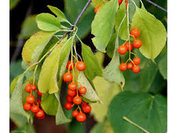 <p><em>Celastrus</em></p>