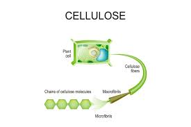 <p>A structural polysaccharide of planting cell walls, consisting of glucose monomers joined by beta glycosidic linkages. </p>