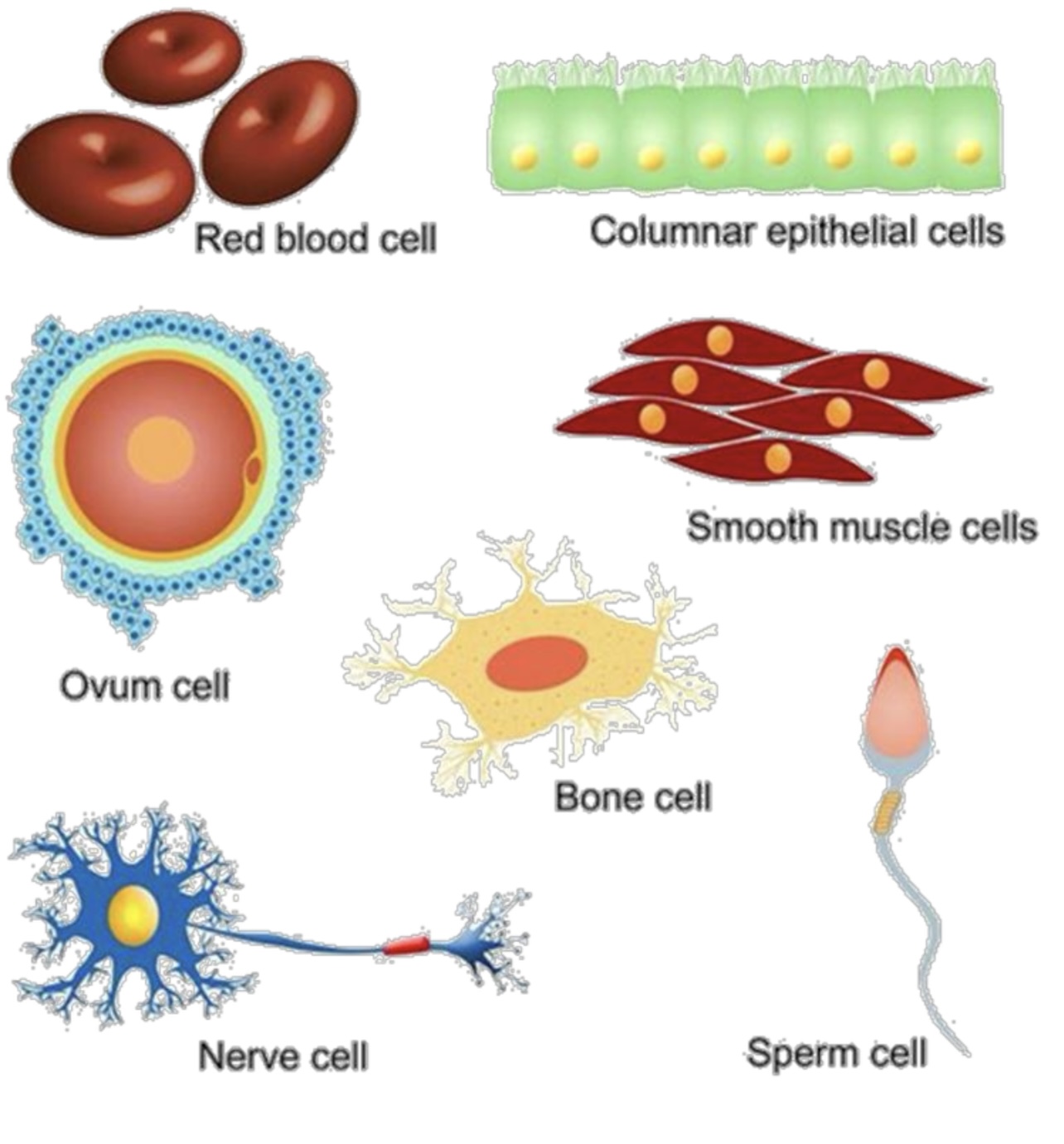 <p>What is the shape of the red blood cells?</p>