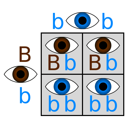 <p>An allele that only affects homozygous phenotypes without a dominant allele (two copies are required in the genotype).</p>