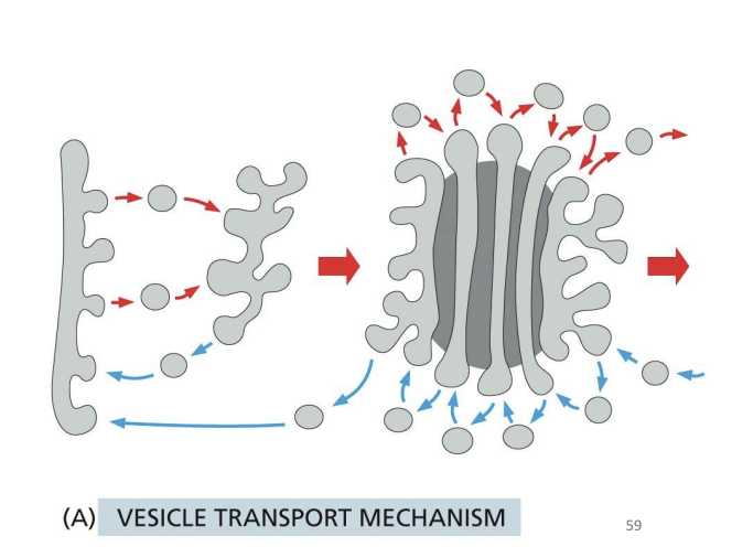 <p>• The stacks are stable structures </p><p>• Vesicles bud from one compartment and fuse with the next one </p><p>• Move non-resident proteins forward </p><p>• Changes the composition of each of the cisternae</p>