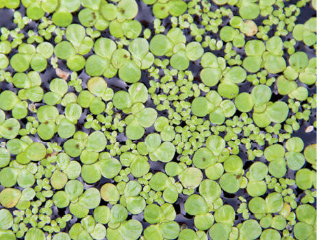 <p>Duckweed</p>
