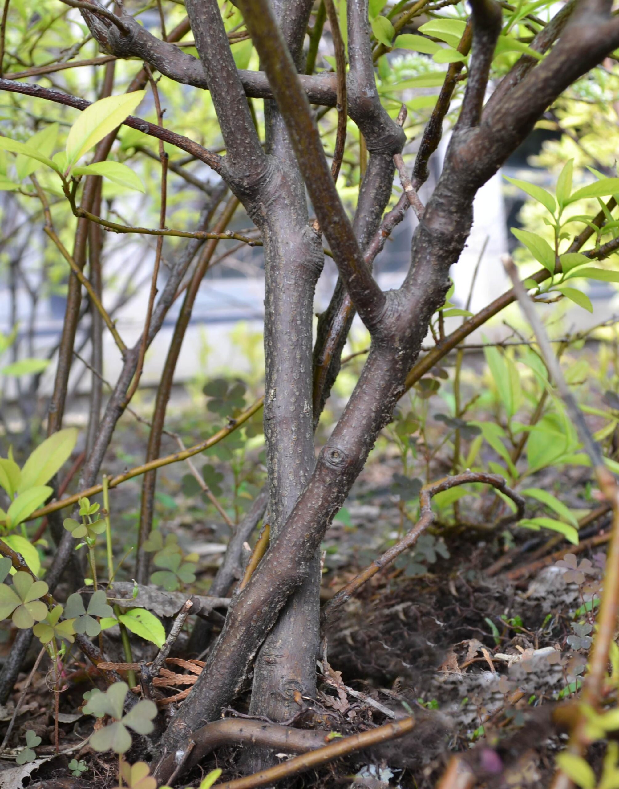 <p>Virginia willow, Itea virginica (Saxifragaceae)</p>