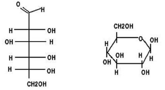 <p>includes sugars and polymers of sugar</p><p>contain a carbonyl group and many hydroxyl groups</p><p>C, H, and O</p>