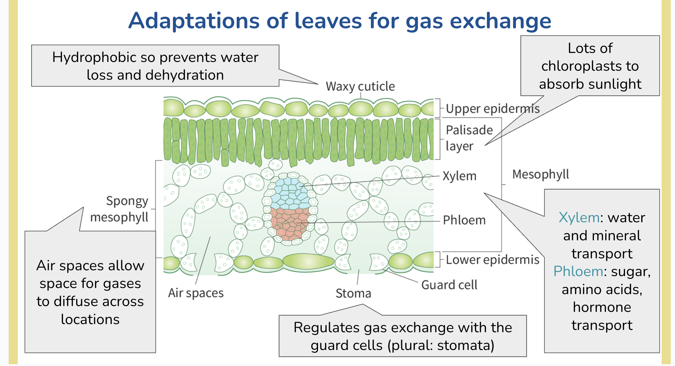 knowt flashcard image