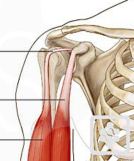 <p>What is the superior tendon (highest point) shown here?</p>