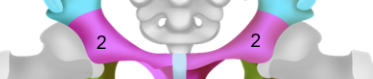 <p>Pubis</p>