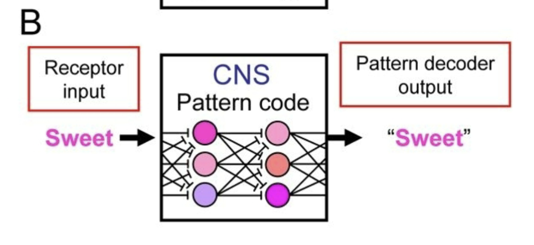 <p>each receptor respons to wider range of stimuli and contributes to perception of each of them</p><ul><li><p>receptors are less narrowly tuned: generalists</p></li><li><p>receptor input: sweet to CNS: pattern code to pattern decoder output:&nbsp;“sweet”</p><ul><li><p>not a straight line</p></li></ul></li><li><p>neurons (type A-D) are sensitive to many diff stimulus, but show highest sensitivity to a few stimuli</p><ul><li><p>in contrast: labeled line coding</p></li></ul></li></ul><p></p>