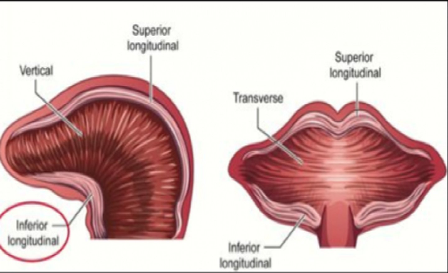 <p>Beneath the dorsum of the tongue</p>