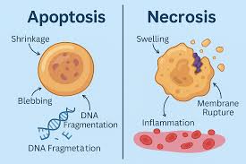 <p>Events of apoptosis </p>