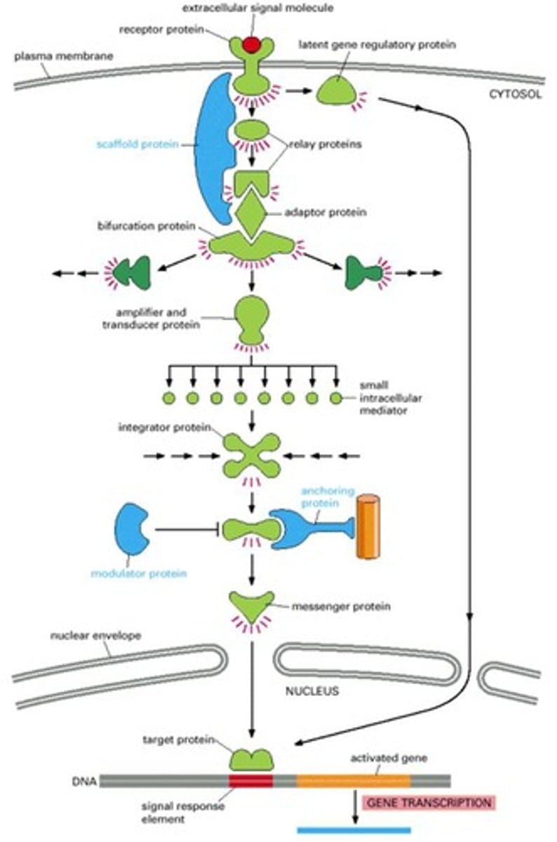 <p>The process triggered by receptor activation that leads to intracellular events.</p>