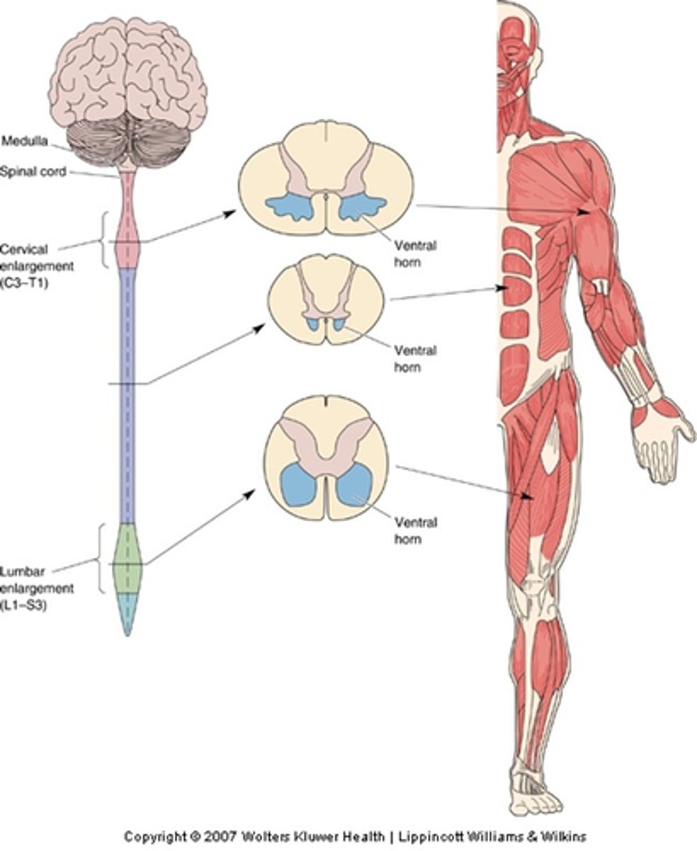 <p>What do proximal muscles control?</p>
