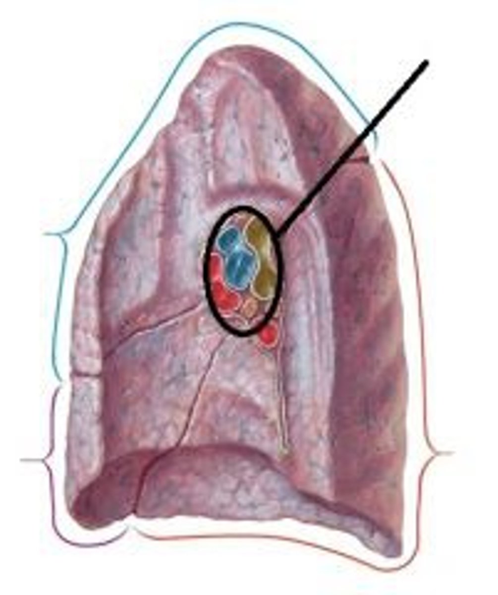 <p>The wedge-shaped area on the central portion of each lung where the bronchi, arteries, veins, and nerves enter and exit the lungs.</p>