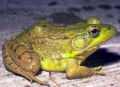 <p><strong>Lithobates clamitans</strong></p>