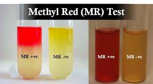<ul><li><p><strong>Negative: </strong>Red Color</p></li><li><p><strong>Positive:</strong> Yellow Color or Anything Else</p><ul><li><p><strong>Explanation: </strong>This bacteria ferments and releases lactic acid (pH <4.4).</p></li></ul></li></ul><p></p>
