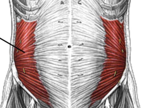 <p>Which muscle of the abdomen is:</p><ul><li><p>Points down, deep to the external oblique</p></li><li><p>Action: flex spine, lat flex, opp rotation</p></li><li><p>Nerve: <span style="color: yellow;">T7-T12</span> nerve roots</p></li></ul><p></p>
