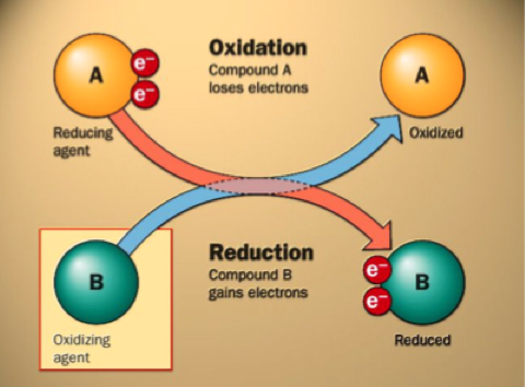 <ul><li><p>Oxidation - losing electrons</p></li><li><p>Reduction - gaining electrons</p></li></ul><p></p><ul><li><p>aka REDOX reactions</p></li></ul><p></p><ul><li><p>Oxidation &amp; reduction always happens together</p></li></ul><p></p><ul><li><p>Often involve coenzymes</p></li></ul>