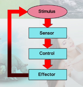 <table style="min-width: 25px;"><colgroup><col style="min-width: 25px;"></colgroup><tbody><tr><td colspan="1" rowspan="1" style="width: 239.4pt; border: 1pt solid windowtext; padding: 0in 5.4pt;"><p class="MsoNormal"><span style="font-family: "Open Sans", sans-serif;"><strong><span>Negative feedback loop</span></strong></span></p></td></tr></tbody></table><p></p>