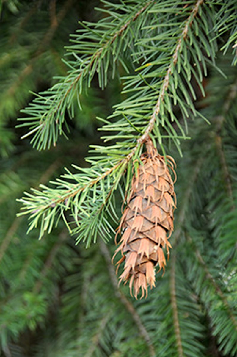 <p>hella small conical buds on stem, climbing/dead mice, stomatal bands</p>