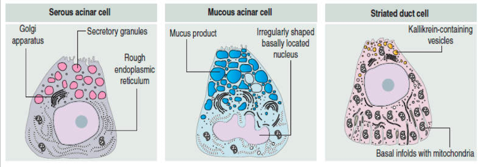 <ul><li><p>striations at basal portion </p></li><li><p>sodium ions are reabsorbed from raw saliva to produce hypotonic saliva (less sodium and chloride, more potassium and bicarbonate)</p></li></ul>
