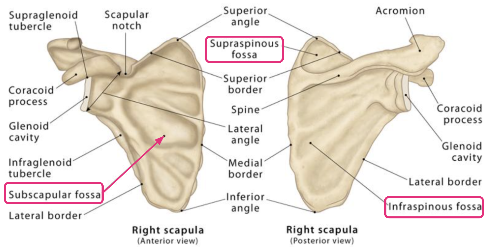 <ul><li><p><span style="color: red"><strong>RIGHT</strong></span></p></li><li><p><strong>Subscapular fossa</strong></p></li><li><p>A large shallow depression that forms the <span style="color: blue"><strong>anterior surface</strong></span> of the scapula</p></li></ul><p></p>