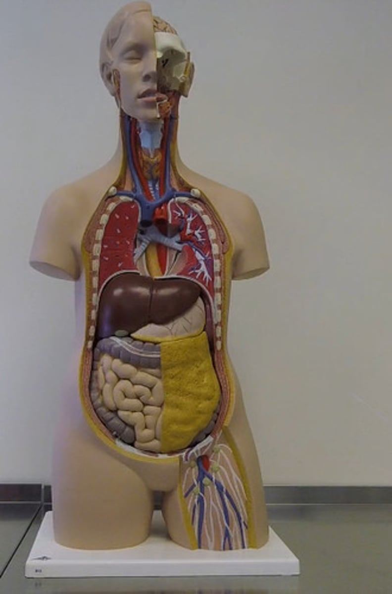 <p>trachea is behind the ....</p><p>trachea is anterior to ...</p>