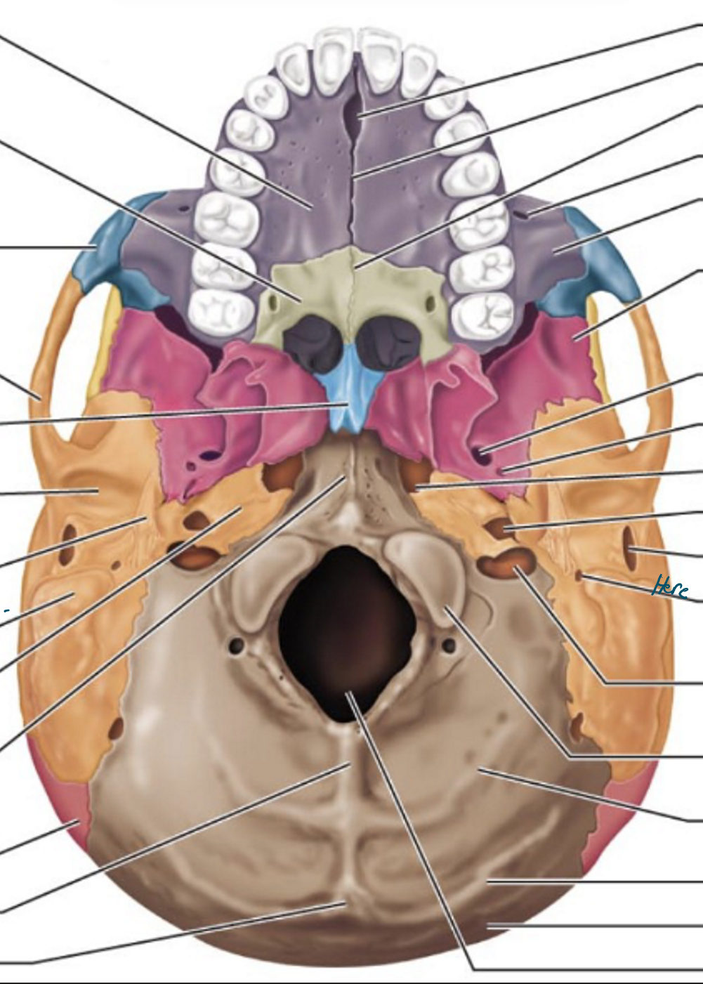 knowt flashcard image