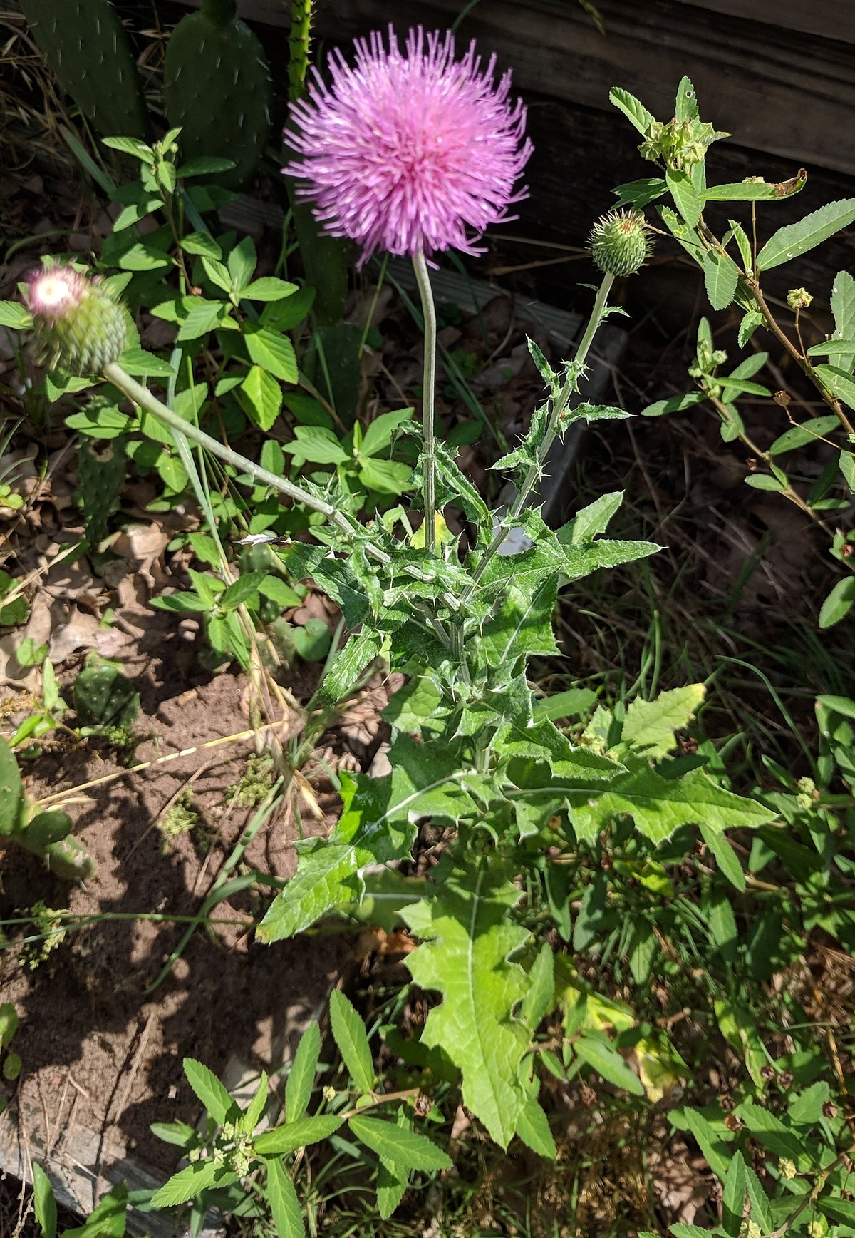<p>Thistle</p>