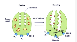 <p>translocation of H⁺/K⁺-ATPase from cytoplasmic vesicles to the apical membrane where they fuse with the membrane to increase the surface area and membrane pumps</p>